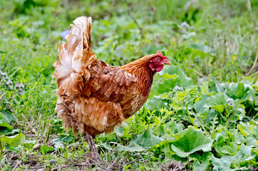 Chicken brown on a background of grass