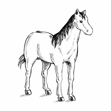 Hand drawn horse