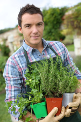 Man in vegetable garden planting aromatic herbs