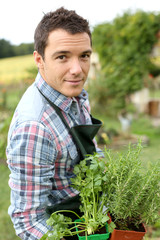 Naklejka na ściany i meble Man in vegetable garden planting aromatic herbs