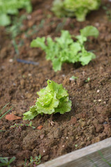 Closeup of young lettuce in kitchen garden