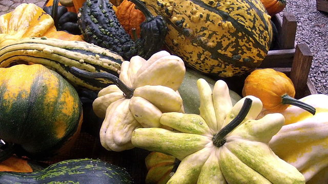 The decorative pumpkins.