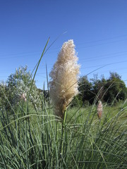 Растение © mason1022