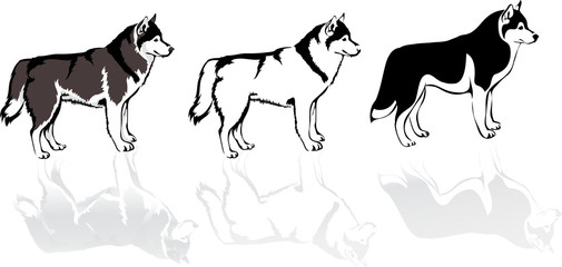 three husky dogs, vector image of various colors