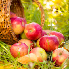 Red apples in autumn outdoors