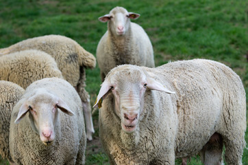 Obraz premium Sheep stand on grass land