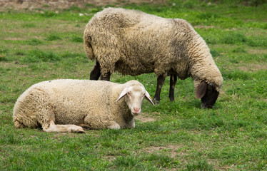 Obraz premium Sheep laying and grazing on grass land