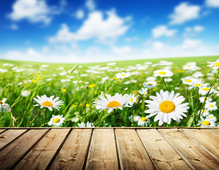 field of daisy flowers and wood floor