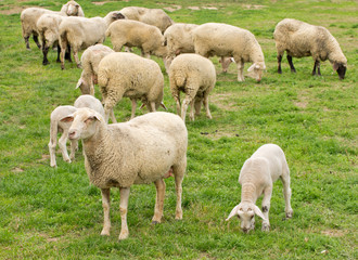 Sheep and lamb grazing on grass land