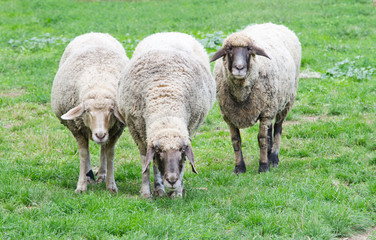 Three sheep grazing on grass land