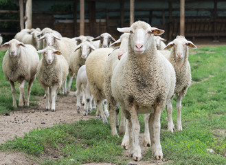 Obraz na płótnie Canvas Stado owiec stanąć na polu trawy