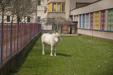 White pony