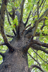 Fototapeta premium old tree