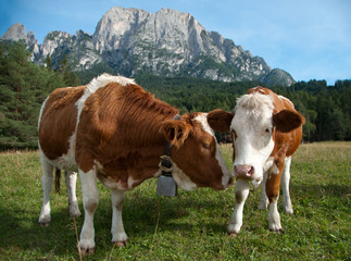 Fototapeta na wymiar Dwie młode krowy Simmentaler mleczne