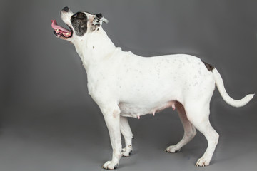 american bulldog on grey background
