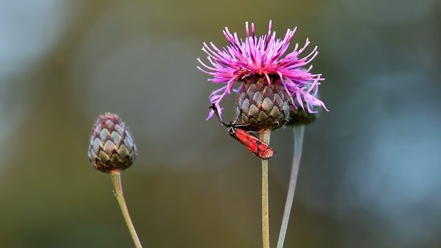 Zygaena insect on the flower (cirsium arvense)