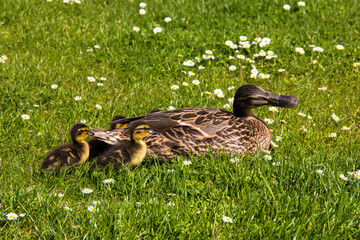 duck with ducklings.walk in city