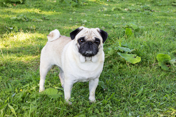 Fototapeta premium pug dog outdoor