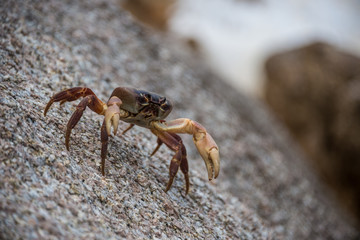 Asian Crab on a Rock at Similan Tropical Island, Thailand. Asia.