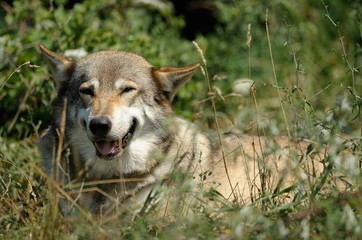 Lupo