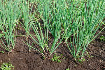 Closeup of the onion plantation in the vegetable garden