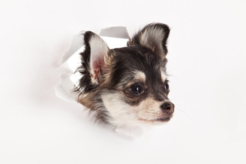 chihuahua isolated on white background