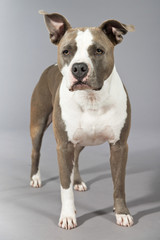 American bull terrier portrait. Brown with white spots. Studio s
