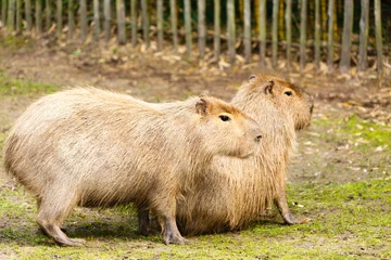 Tapeten Capibara © John Hofboer