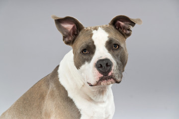 American bull terrier portrait. Brown with white spots. Studio s