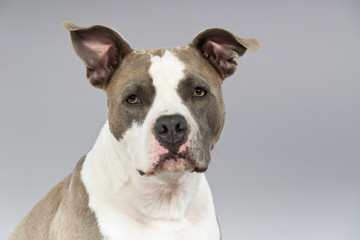 American bull terrier portrait. Brown with white spots. Studio s