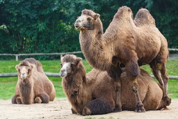 Photo sur Plexiglas Chameau chameaux