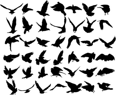 Set of 42 birds and silhouettes of birds