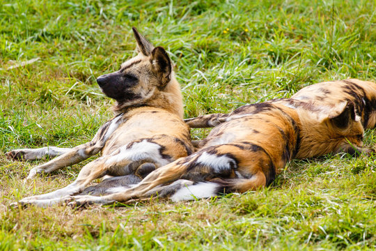 Afrikaanse wilde hond