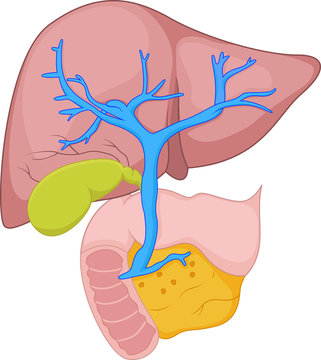 Human liver anatomy