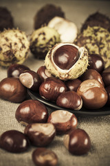 Chestnuts in group, brown colorized picture, vintage
