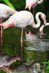 Europese flamingo