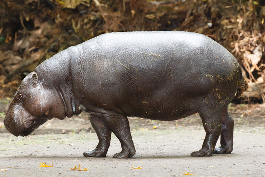 Dwergnijlpaard
