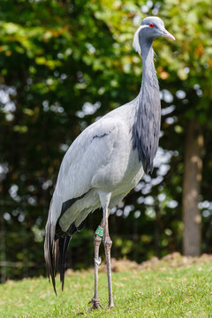 Chinese kraanvogel
