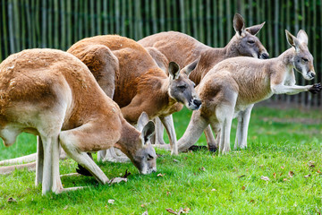 Rode reuzenkangoeroe