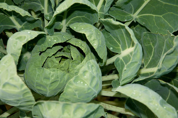 Obraz premium Cabbage in the morning dew