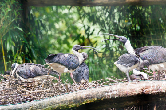 Strohals Ibis