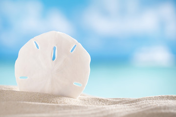 sand dollar shell on sea and boat background