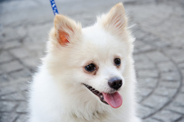 Portrait of white cute pomeranian dog