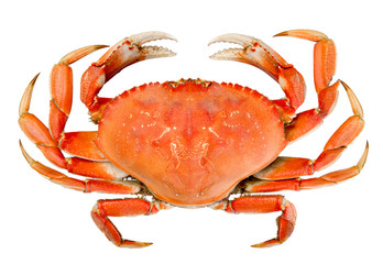 Isolated Whole Dungeness Crab - 56596898