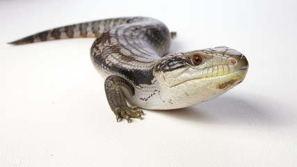 blue tongue lizard