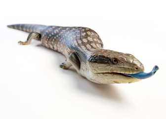 a blue tongue lizard poking its tongue out on a white background