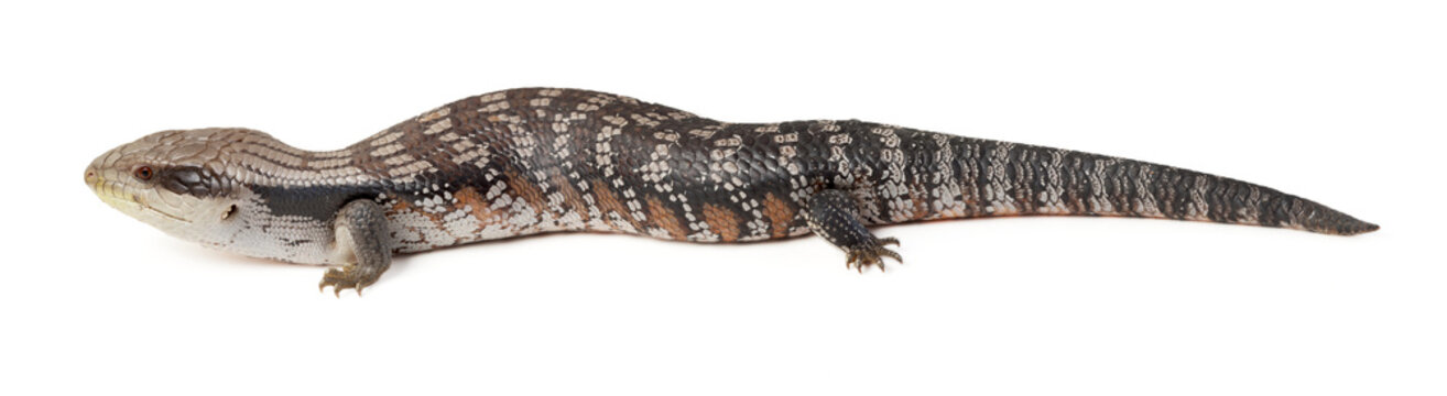 blue tongue lizard