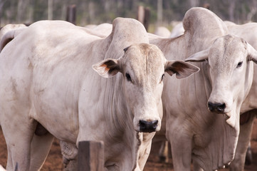 Obraz na płótnie Canvas Cows and bulls on a farm in Mato Grosso