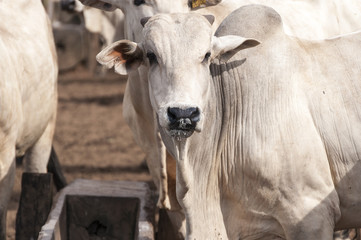 Cows and bulls on a farm in Mato Grosso