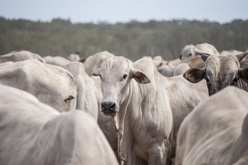 Cows and bulls on a farm in Mato Grosso